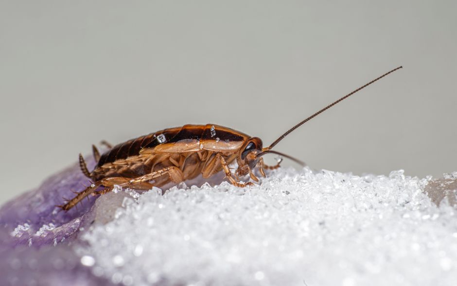 Dezinsectia eficienta impotriva gandacilor de bucatarie