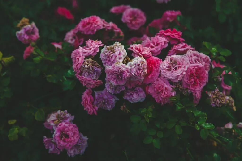 Photo Vintage garden